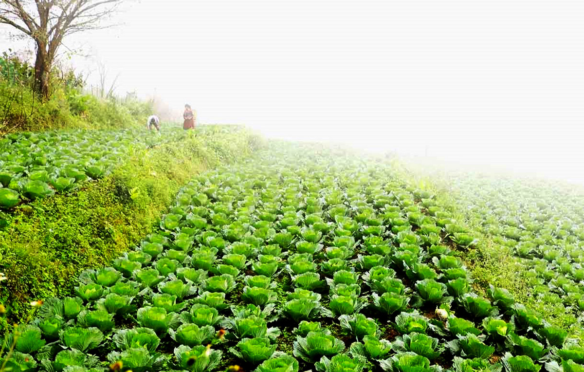 Hà Giang: Hướng đến nền nông nghiệp xanh – Chuyên trang quảng bá du ...
